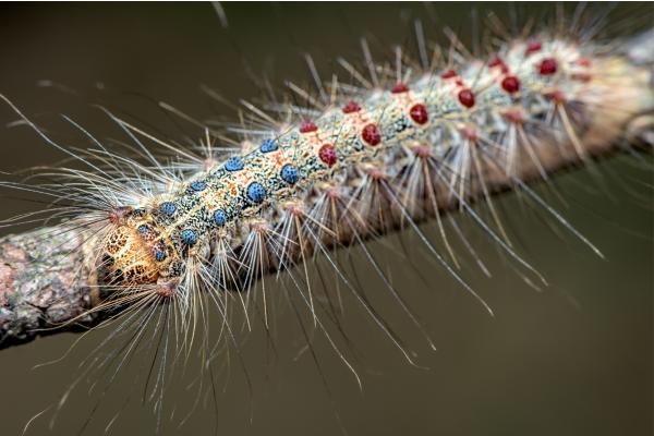 Tipos de orugas - Oruga de la polilla gitana (Lymantria dispar)