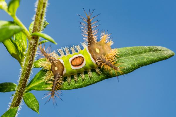 Tipos de orugas - Oruga de la silla de montar (Acharia stimulea)