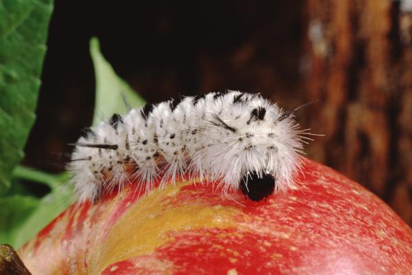 Tipos de orugas - Oruga de Lophocampa caryae