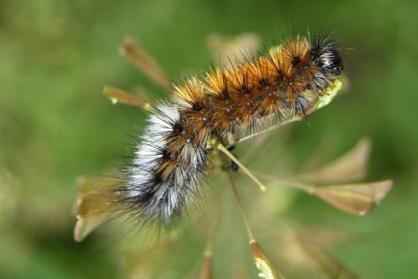 Tipos de orugas - Oruga de los prados (Ocnogyna baetica)