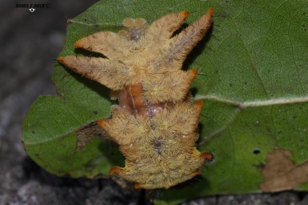 Tipos de orugas - Oruga mono (Phobetron pithecium)