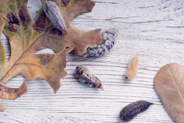 Tipos de orugas - Oruga peluche (Megalopyge opercularis)