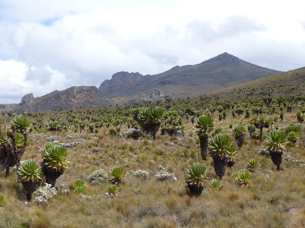 Las montañas más altas de África - Monte Elgon