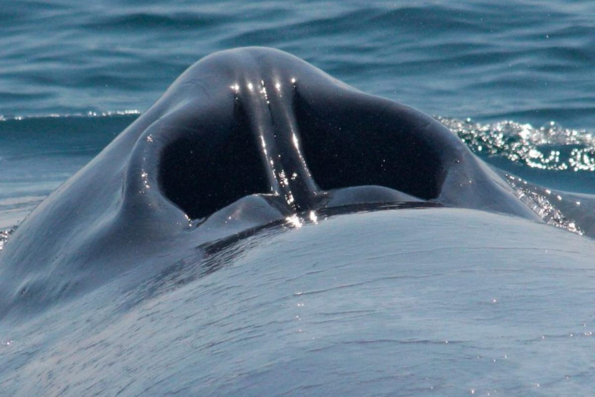 Por dónde y cómo respiran las ballenas