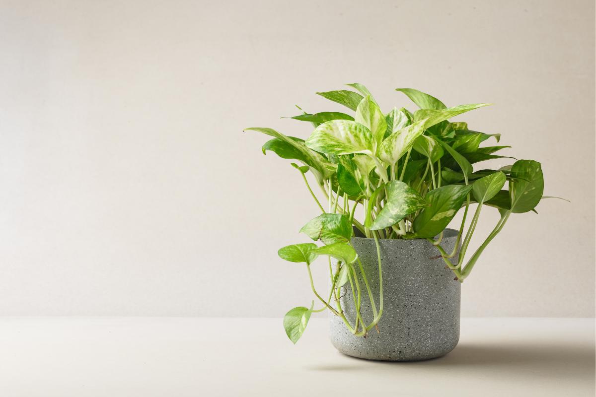 Mi poto no crece: por qué y qué hago