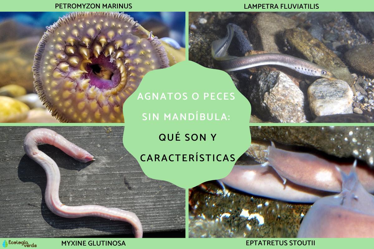 Agnatos o peces sin mandíbula: qué son y características