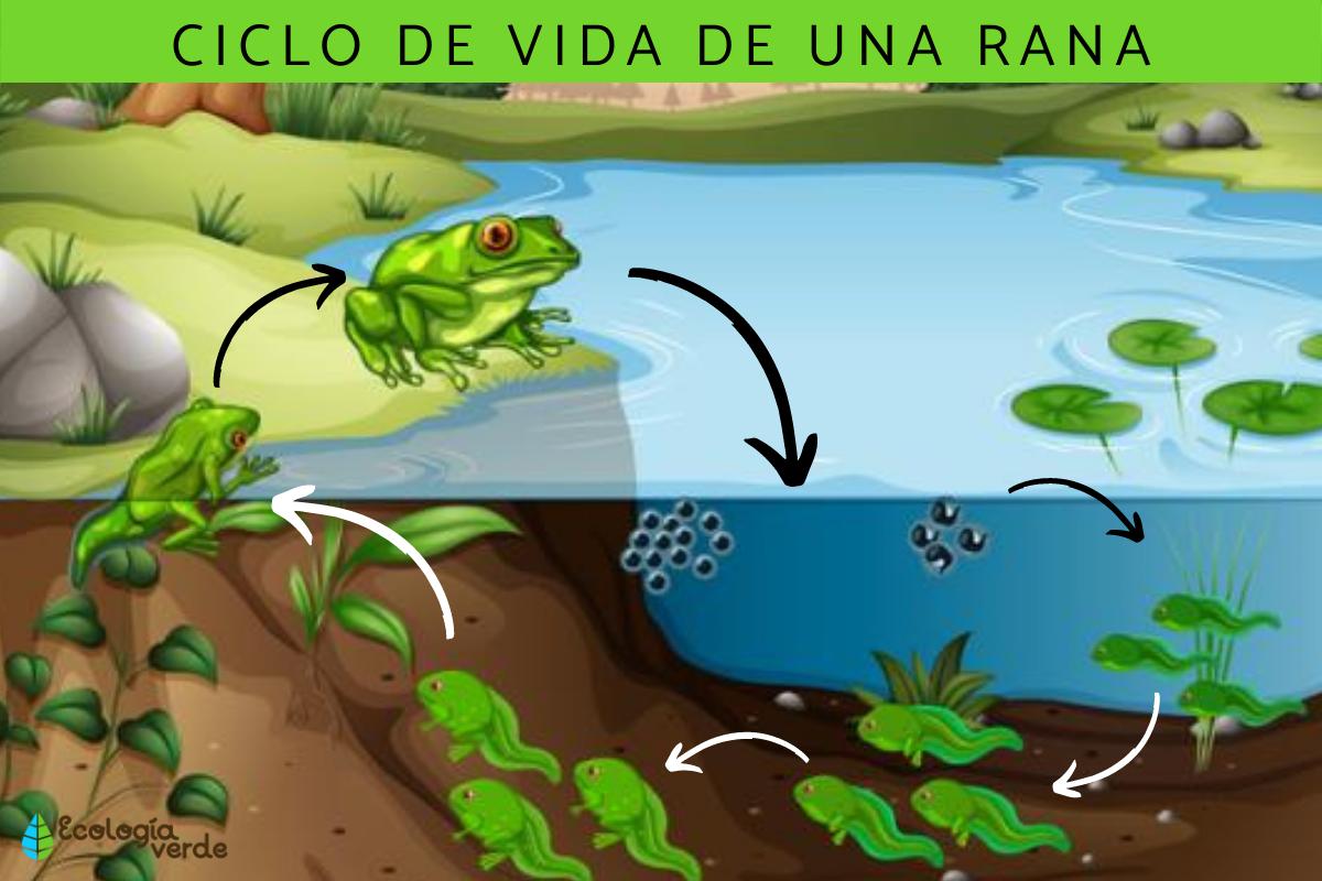 Ciclo de vida de una rana