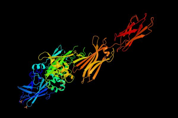 Proteínas: qué son, funciones y clasificación - Funciones de las proteínas