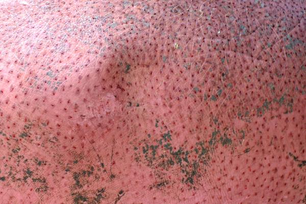 ¿Por qué los hipopótamos sudan sangre? - ¿Los hipopótamos sudan sangre de verdad?