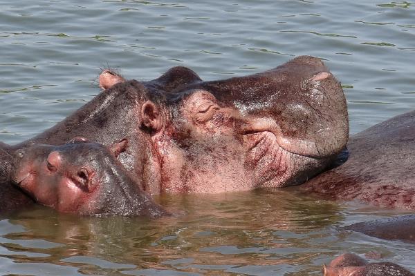 ¿Por qué los hipopótamos sudan sangre? - ¿Para qué sirve la secreción rojiza que sudan los hipopótamos?