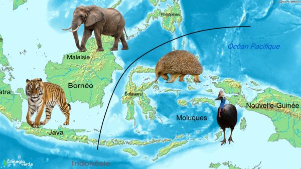 Línea de Wallace: qué es y por qué los animales no la cruzan - ¿Por qué los animales no cruzan la línea de Wallace?