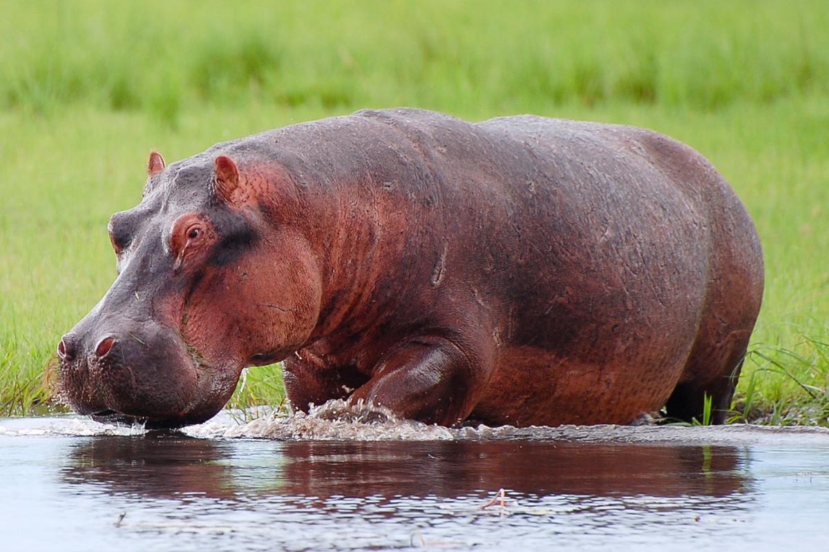 ¿Por qué los hipopótamos sudan sangre?