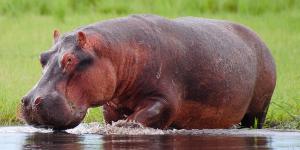 ¿Por qué los hipopótamos sudan sangre?