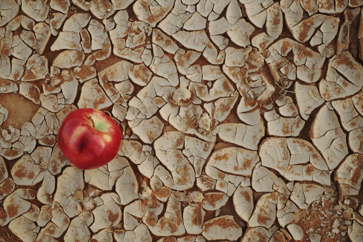Escasez de alimentos qué es, causas y soluciones Resumen