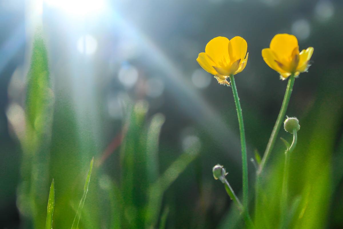 Autótrofos: qué son, tipos y ejemplos