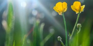 Autótrofos: qué son, tipos y ejemplos