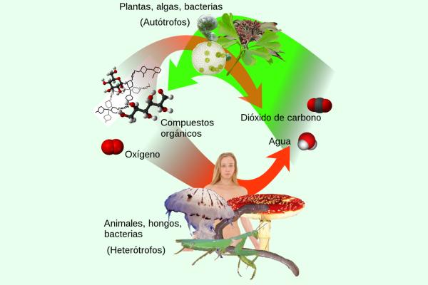 Autótrofos: qué son, tipos y ejemplos - Diferencia entre autótrofos y heterótrofos