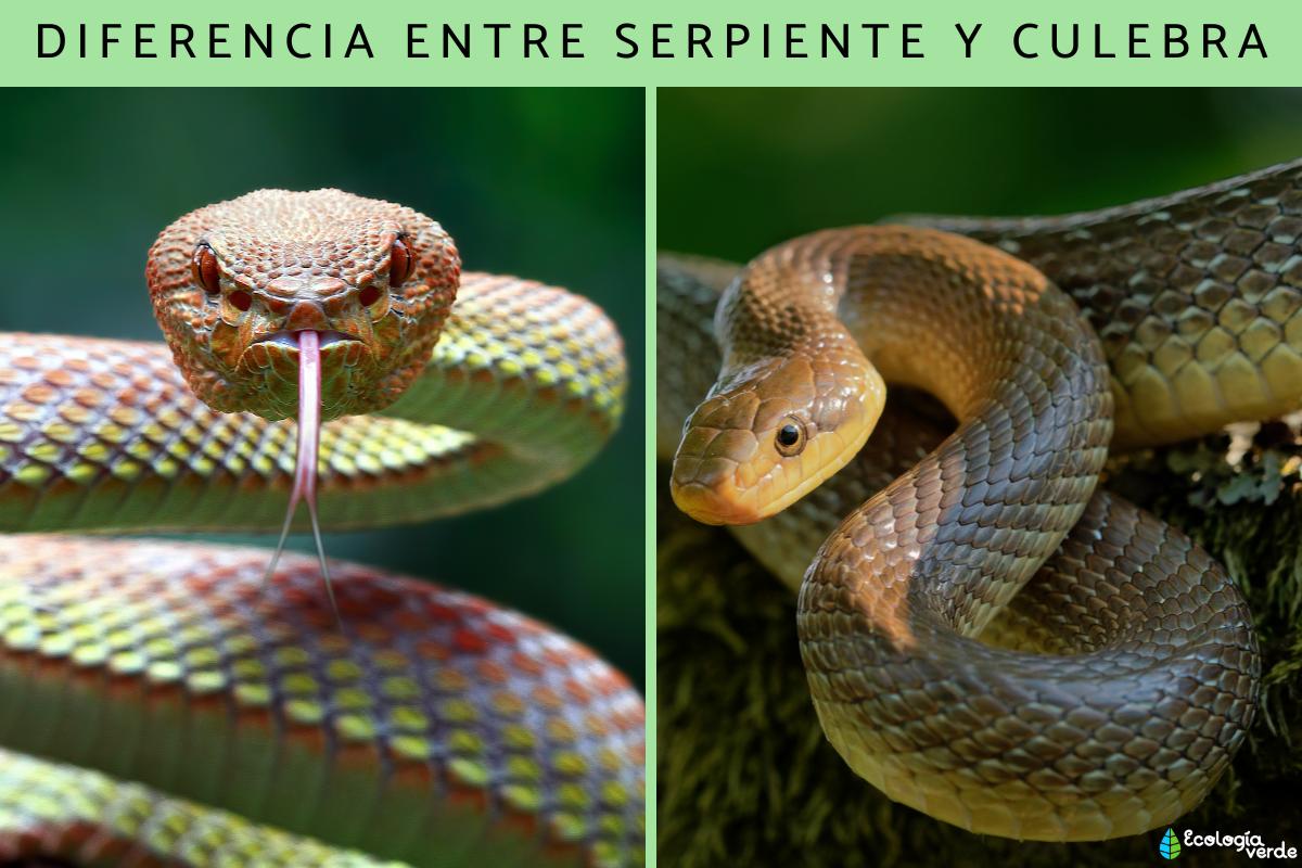Diferencia entre serpiente y culebra