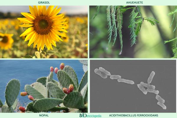 Autótrofos: qué son, tipos y ejemplos - Ejemplos de autótrofos
