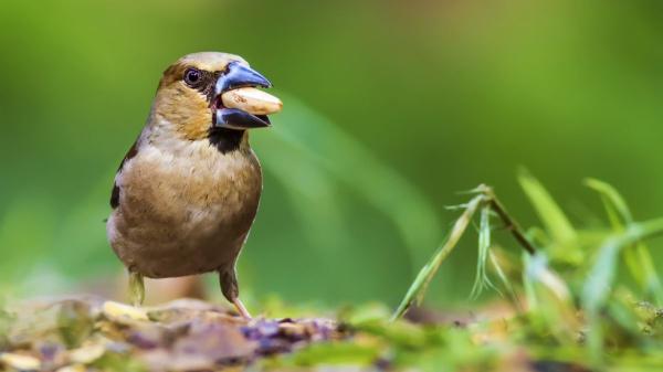 España pierde 7,5 millones de gorriones: su población cae un 20% en 25 años - El gorrión como indicador ambiental