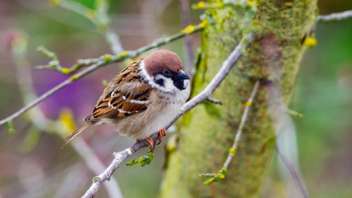 España pierde 7,5 millones de gorriones: su población cae un 20% en 25 años