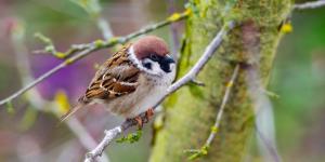 España pierde 7,5 millones de gorriones: su población cae un 20% en 25 años