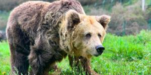 Arranca LoupO Coexistence, el proyecto que usa IA para mejorar la convivencia con osos y lobos en el Pirineo