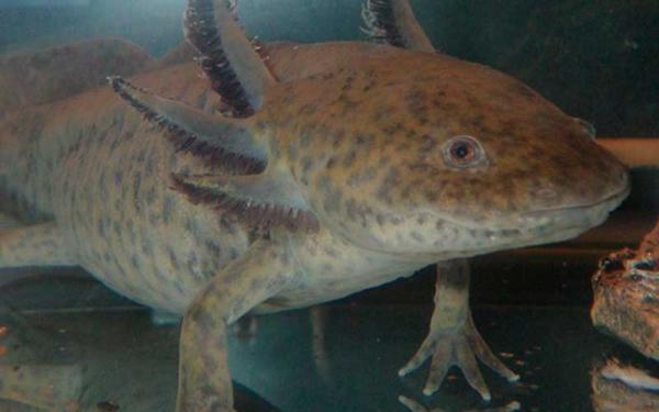 Ajolote - Descripción del ajolote