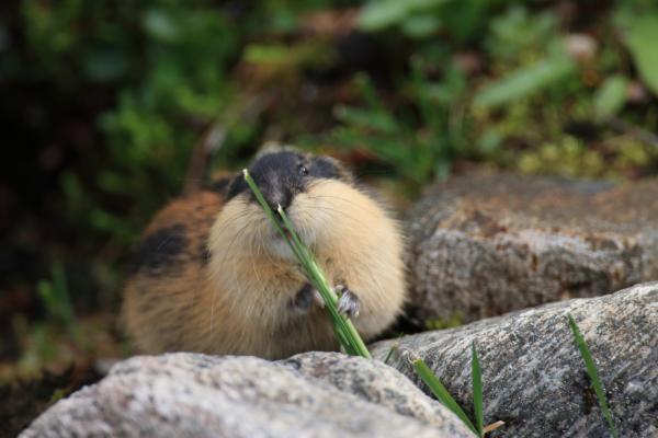 Lemming - Alimentación del lemming
