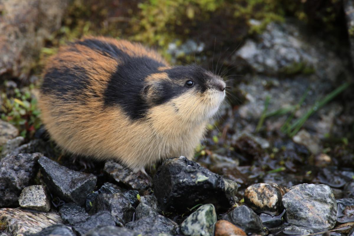 Lemming