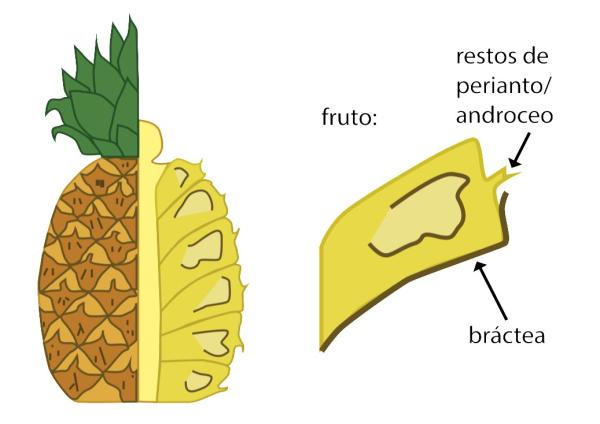 Sorosis: qué es y ejemplos - Qué es una sorosis