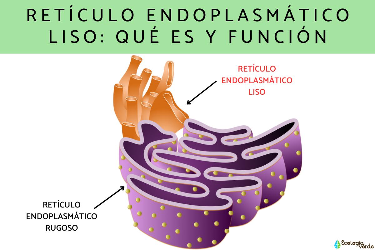 Retículo endoplasmático liso: qué es y función