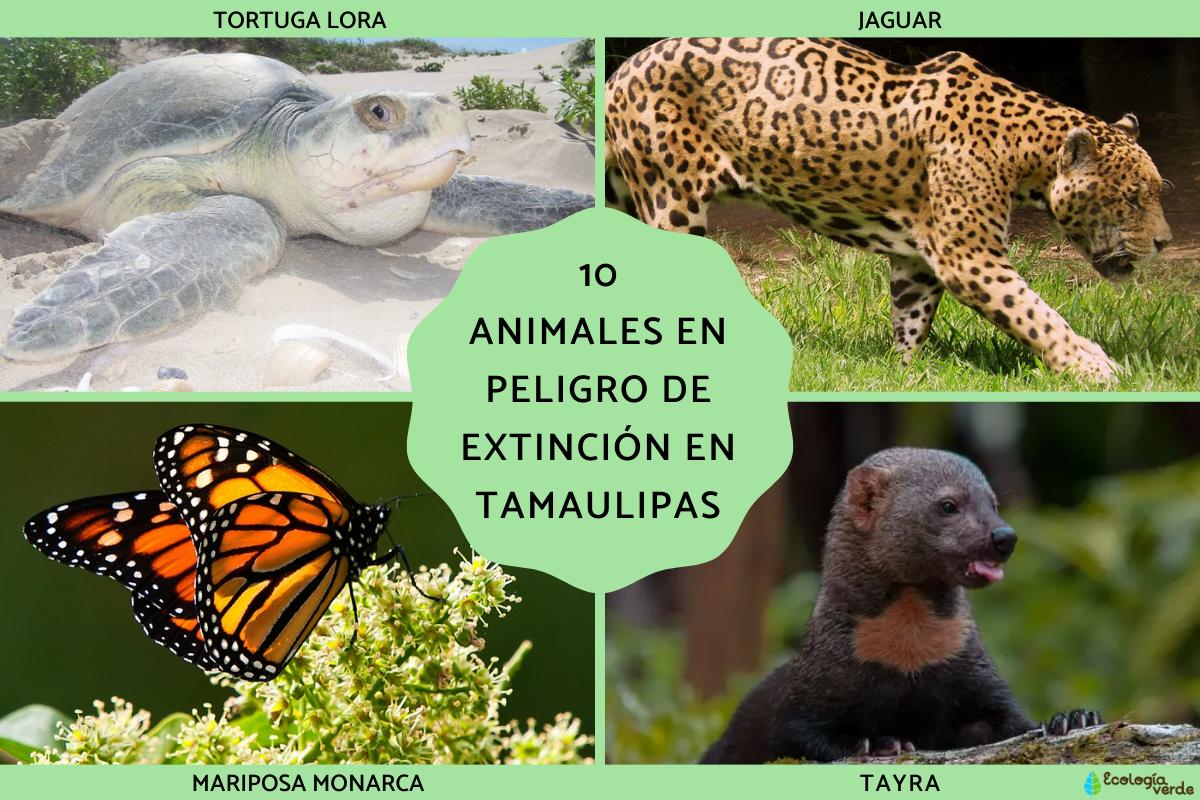 Animales en peligro de extinción en Tamaulipas