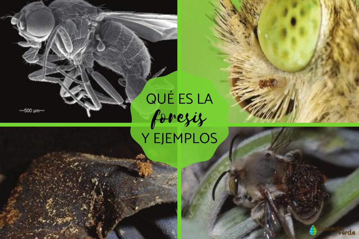 Foresis: qué es y ejemplos