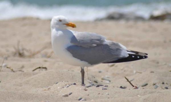 Tipos de gaviotas - Gaviota argéntea europea (Larus argentatus) 