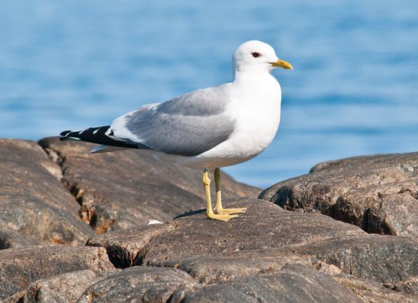 Tipos de gaviotas - Gaviota cana (Larus canus) 