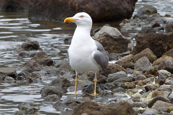 Tipos de gaviotas - Gaviota patiamarilla (Larus michahellis) 