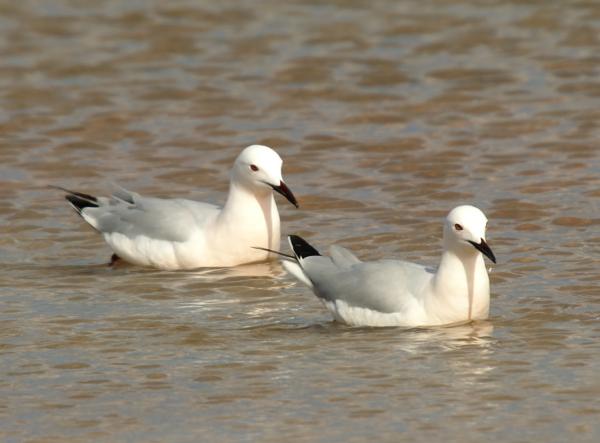 Tipos de gaviotas - Gaviota picofina (Chroicocephalus genei) 