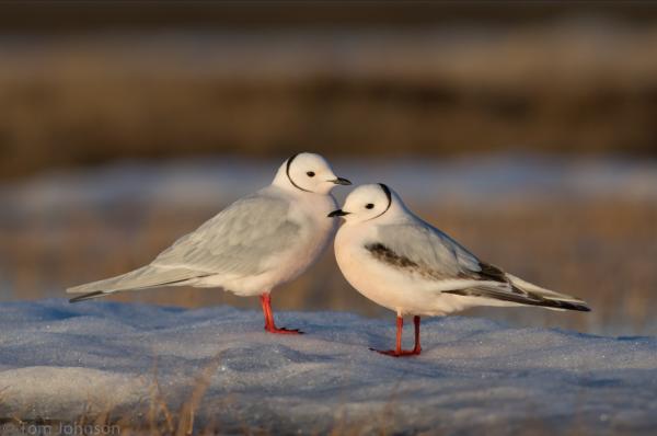 Tipos de gaviotas - Gaviota rosada (Rhodostethia rosea) 