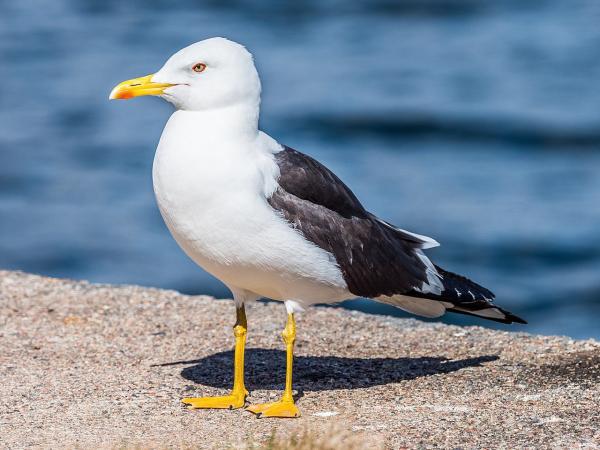 Tipos de gaviotas - Gaviota sombría (Larus fuscus) 