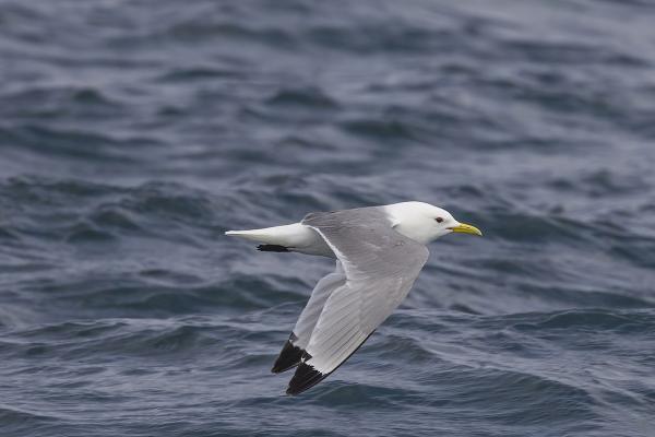 Tipos de gaviotas - Gaviota tridáctila (Rissa tridactyla) 