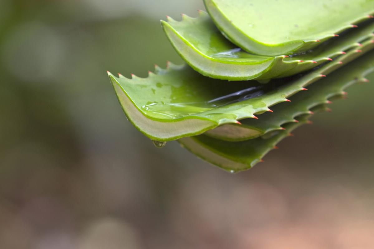¿Si corto una hoja de aloe vera vuelve a crecer?