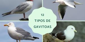 Tipos de gaviotas