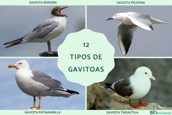 Tipos de gaviotas