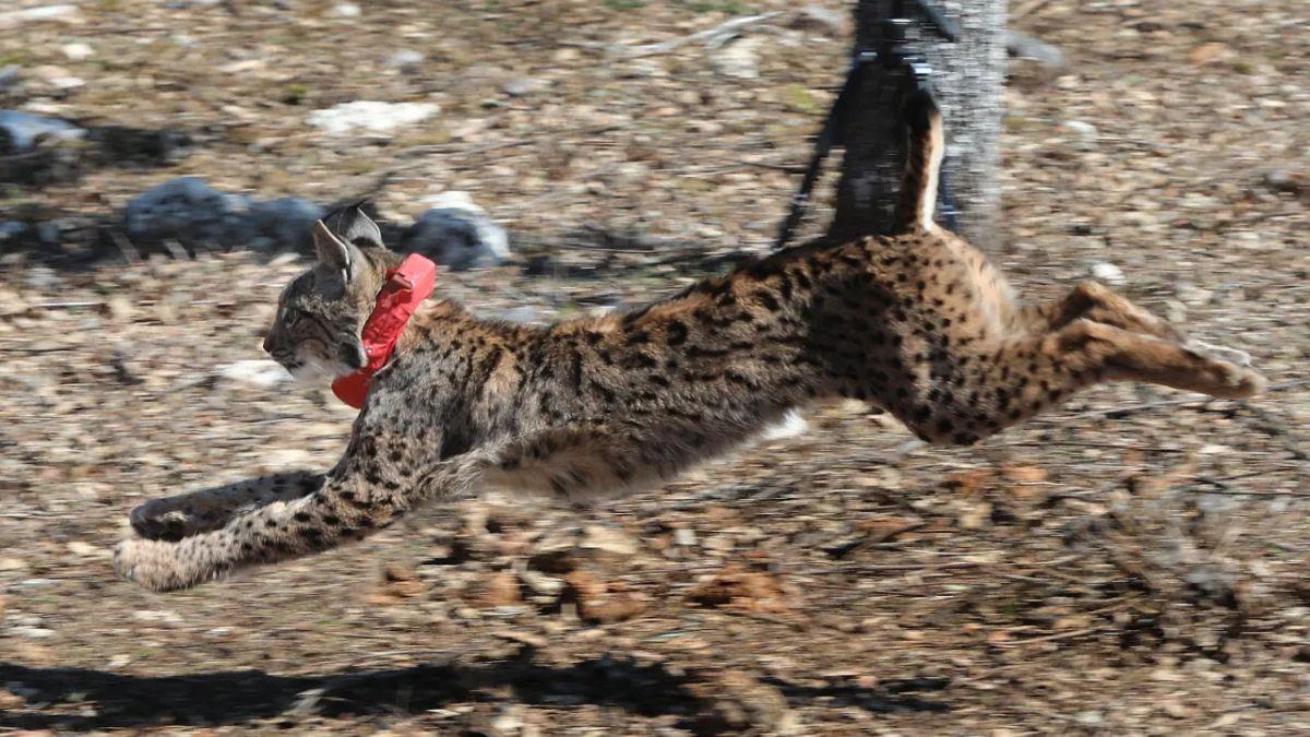 Wilton y Wapa, los dos nuevos linces que impulsan la recuperación de la especie en Castilla y León