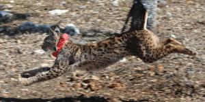 Wilton y Wapa, los dos nuevos linces que impulsan la recuperación de la especie en Castilla y León
