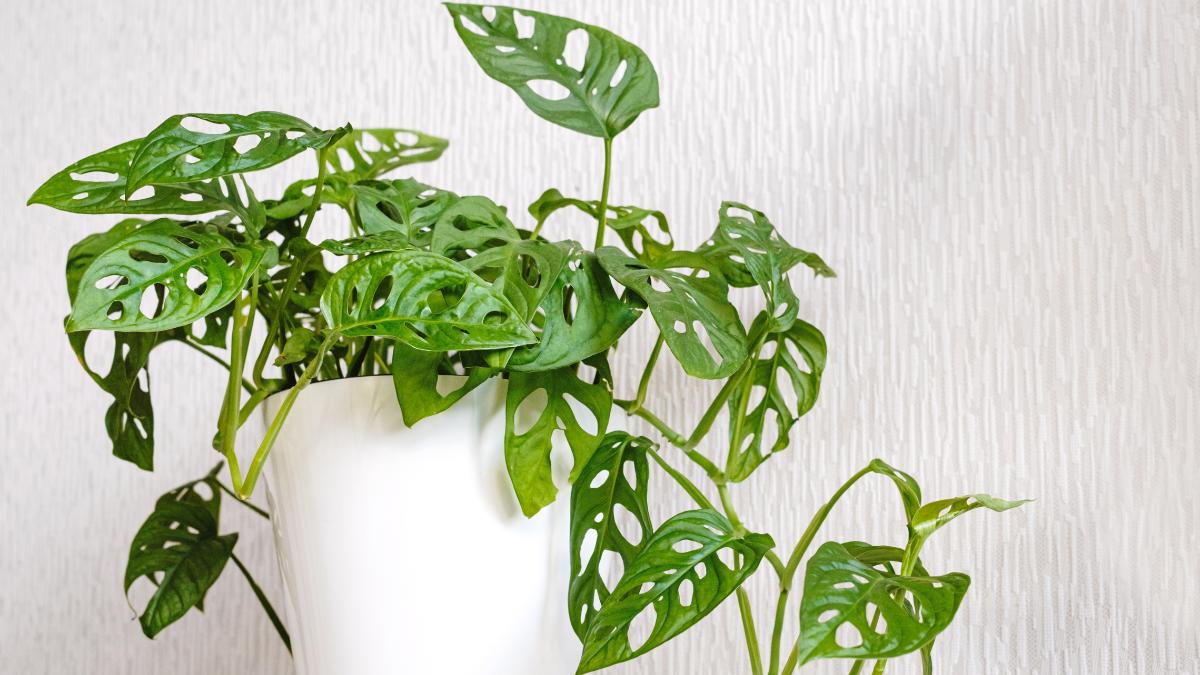 Adiós a la lengua de suegra: la planta de hojas agujereadas que es tendencia y transforma cualquier rincón de la casa
