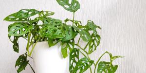 Adiós a la lengua de suegra: la planta de hojas agujereadas que es tendencia y transforma cualquier rincón de la casa