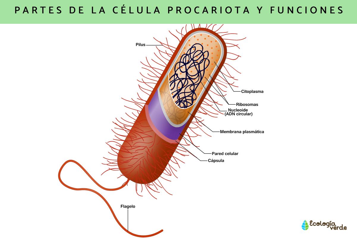 Célula procariota: características, partes y funciones