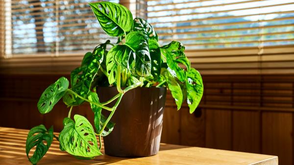 Adiós a la lengua de suegra: la planta de hojas agujereadas que es tendencia y transforma cualquier rincón de la casa - Dónde colocar el potus roto para que crezca bien